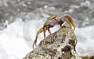 Sally lightfoot crab Grapsus grapsus, against the surf, Bonaire photo